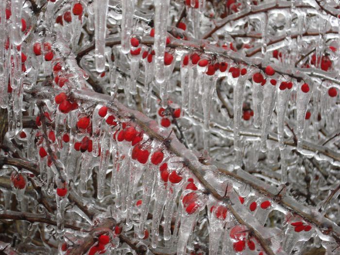Image result for ‫تحقیق روش های مقابله با سرمازدگی در باغات درختان میوه‬‎